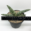 Sansevieria boncel for sale at East Austin Succulents