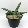 Sansevieria boncel for sale at East Austin Succulents
