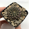 Sulcorebutia heinzii