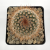 Mammillaria spinosissima for sale at East Austin Succulents
