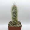 Espostoa lanata 'Snow Pole Cactus' for sale at East Austin Succulents