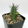 Euphorbia enopla for sale at East Austin Succulents
