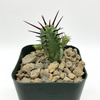 Euphorbia enopla for sale at East Austin Succulents
