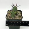 Euphorbia enopla [Small] for sale at East Austin Succulents