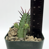 Euphorbia enopla for sale at East Austin Succulents