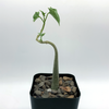Gerrardanthus macrorhizus [Small] for sale at East Austin Succulents