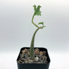 Gerrardanthus macrorhizus [Small] for sale at East Austin Succulents