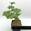 Gerrardanthus macrorhizus [Small] for sale at East Austin Succulents