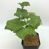 Gerrardanthus macrorhizus [Small] for sale at East Austin Succulents