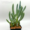 Senecio mandraliscae