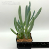Senecio mandraliscae