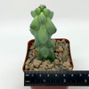 Myrtillocactus geometrizans 'Fukurokuryuzinboku' (Titty Cactus) [small]