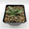 Sansevieria boncel Mini for sale at East Austin Succulents