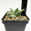 Sansevieria boncel Mini for sale at East Austin Succulents