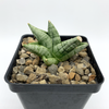 Sansevieria boncel Mini for sale at East Austin Succulents