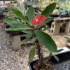 Euphorbia milii 'Crown-of-thorns' Bloom