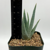Aloe parvula for sale at East Austin Succulents