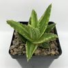 Aloe nobilis variegata for sale at East Austin Succulents