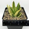 Aloe nobilis variegata for sale at East Austin Succulents