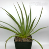 Agave filifera var. schidigera for sale at East Austin Succulents