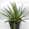 Agave filifera var. schidigera for sale at East Austin Succulents