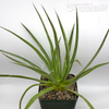 Agave filifera var. schidigera for sale at East Austin Succulents
