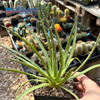 Agave filifera var. schidigera for sale at East Austin Succulents