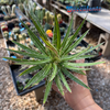 Agave filifera var. schidigera for sale at East Austin Succulents