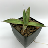 Agave Multigreen lophantha