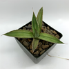 Agave Multigreen lophantha
