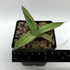 Agave Multigreen lophantha