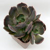 Echeveria sanyatwe