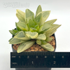 Haworthia retusa variegata