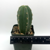 Trichocereus 'Juul's Giant' x scopulicola for sale at East Austin Succulents