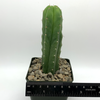 Trichocereus peruvianus x 'SS02' for sale at East Austin Succulents