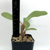 Euphorbia viguieri (seed-grown) for sale at East Austin Succulents