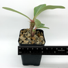Euphorbia viguieri (seed-grown) for sale at East Austin Succulents