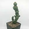 Myrtillocactus monstrose 'Stacker'