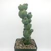 Myrtillocactus monstrose 'Stacker'