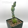 Myrtillocactus monstrose 'Stacker'