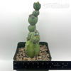 Myrtillocactus monstrose 'Stacker'
