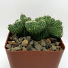 Cereus monstrose 'Wild Crest'