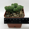 Cereus monstrose 'Wild Crest'