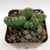 Cereus monstrose 'Wild Crest'