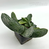 Gasteria 'Sakura Fuji'