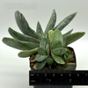 Gasteria 'Sakura Fuji'