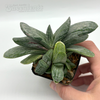 Gasteria 'Sakura Fuji'