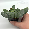 Gasteria 'Sakura Fuji'