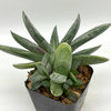 Gasteria 'Sakura Fuji'
