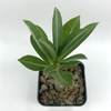 Adenium obesum "Dance of the Butterflies" for sale at East Austin Succulents
